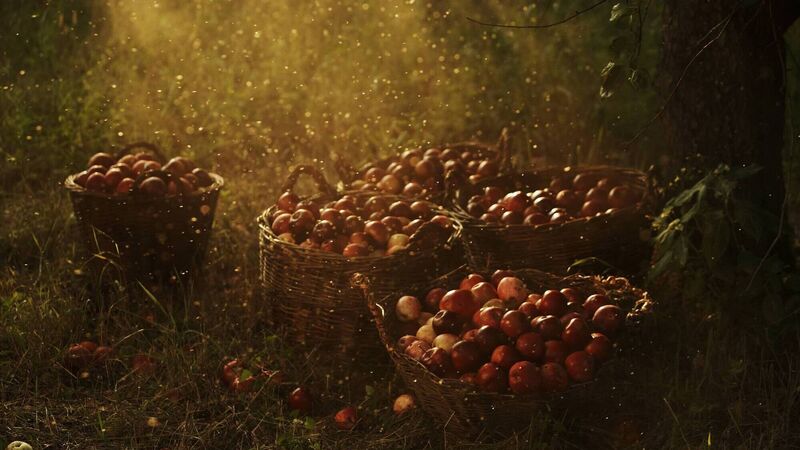 Massive apples grown in Ballincollig, and sea heroes receive bravery awards - what was in the news 100 years ago today... Massive apples grown in Ballincollig, and sea heroes receive bravery awards - what was in the news 100 years ago today...