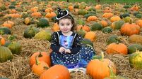 WATCH: Veg picking a hit at Cork pumpkin patch