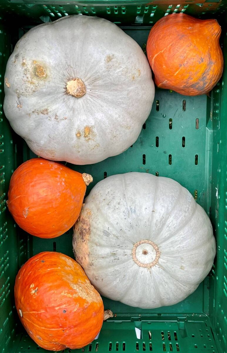 Squash