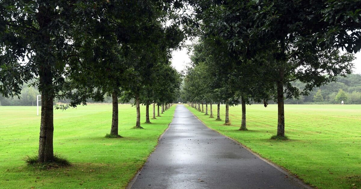 Cork City Council to erect notices ahead of future tree removal - Vimarsana News