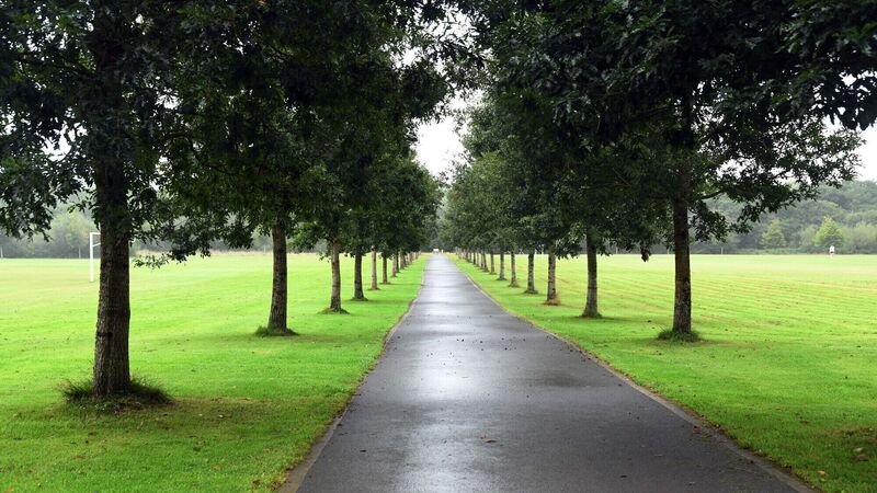 Cork City Council to erect notices ahead of future tree removal Cork City Council to erect notices ahead of future tree removal