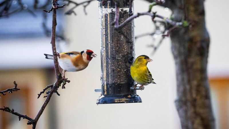 Munster company encouraging people in Cork to feed birds this winter
