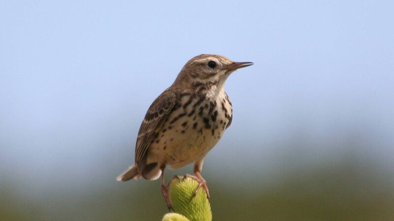 Two-thirds of Cork’s urban landscape supports biodiversity, finds research