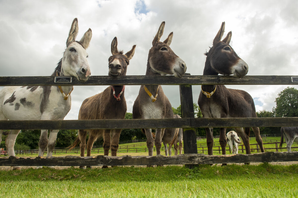 Donkey Sanctuary Ireland operating in 'crisis mode' as charity appeals