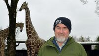 Fota Wildlife Park on course for record visitor numbers despite pandemic