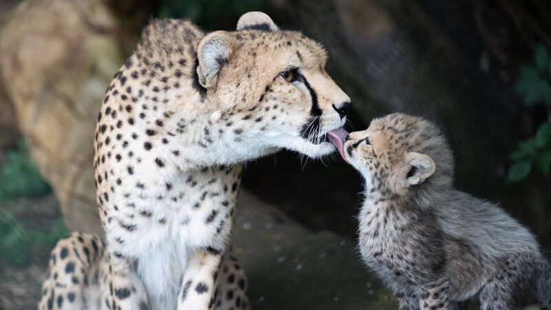 Fota Wildlife Park upgraded sea wall which was damaged due to effects of climate change