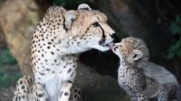 Fota Wildlife Park upgraded sea wall which was damaged due to effects of climate change
