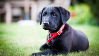 A Black Labrador Puppy with a red collar