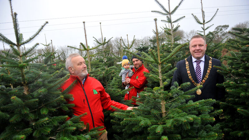 Sustainability at the heart of family-owned Christmas tree farm in Cork