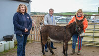 New home for donkey found abandoned in Cork city estate