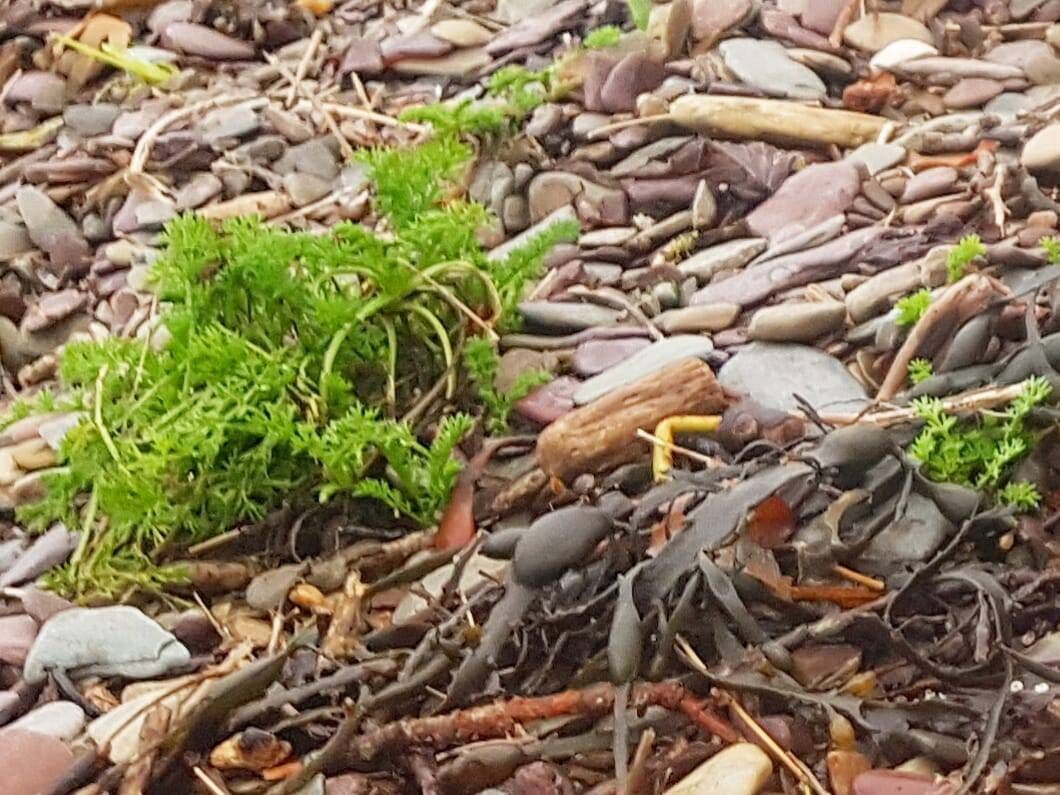 The hemlock water-dropwort, a highly toxic plant, was spotted at Marlogue Strand. Picture: Cleancoast Cobh The hemlock water-dropwort, a highly toxic plant, was spotted at Marlogue Strand. Picture: Cleancoast Cobh