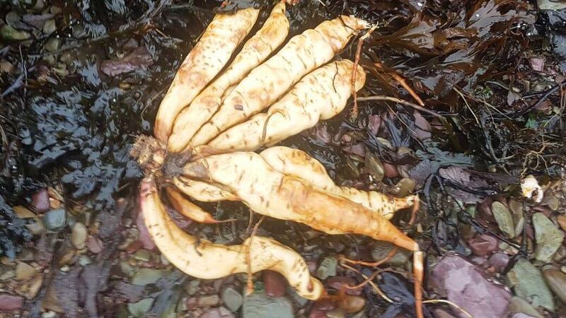 Highly toxic plant that can prove lethal if ingested is spotted in Cork Highly toxic plant that can prove lethal if ingested is spotted in Cork
