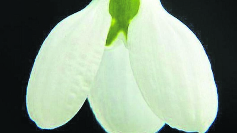 Plan now for a greener and pleasant 2022