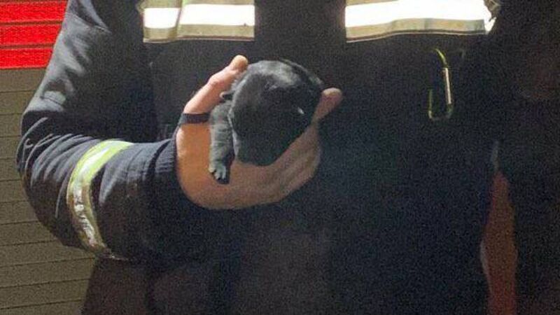 Paw-sitive morning for Cork City Fire Brigade as crews rescue puppy Paw-sitive morning for Cork City Fire Brigade as crews rescue puppy