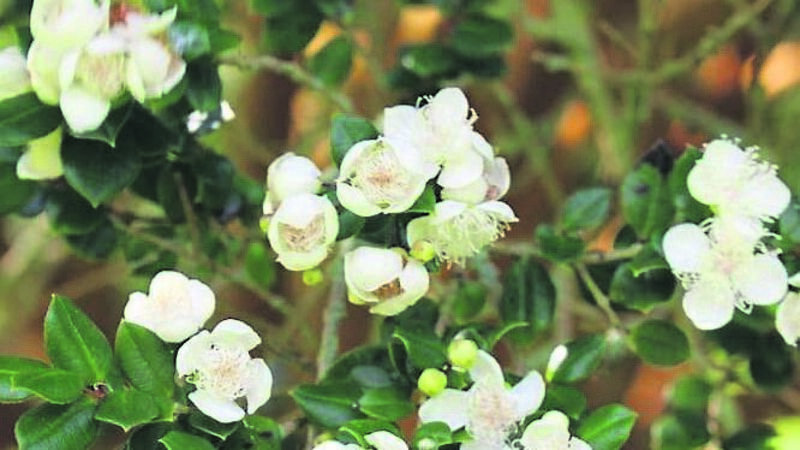 Thinking of planting a tree in your garden? Here's what you need to know