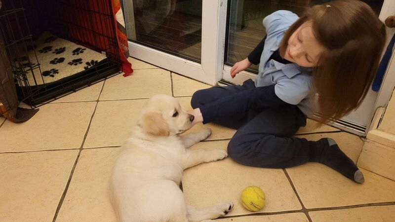 Meet the new additions to our family - pups from Cork-based charity Autism Assistance Dogs Ireland
