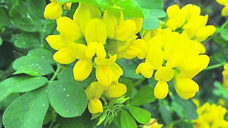 What plants put on a show for us in the garden to light up winter months?