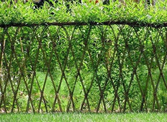 Living willow fences