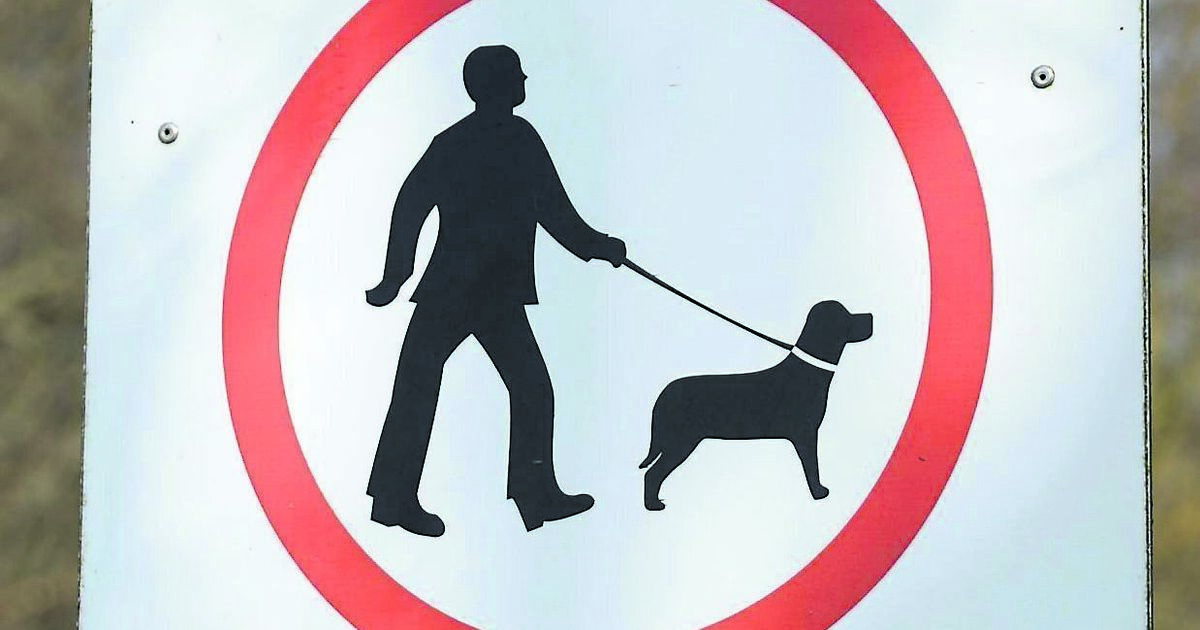 Dog wardens must focus their patrols on morning and sunset - Vimarsana News