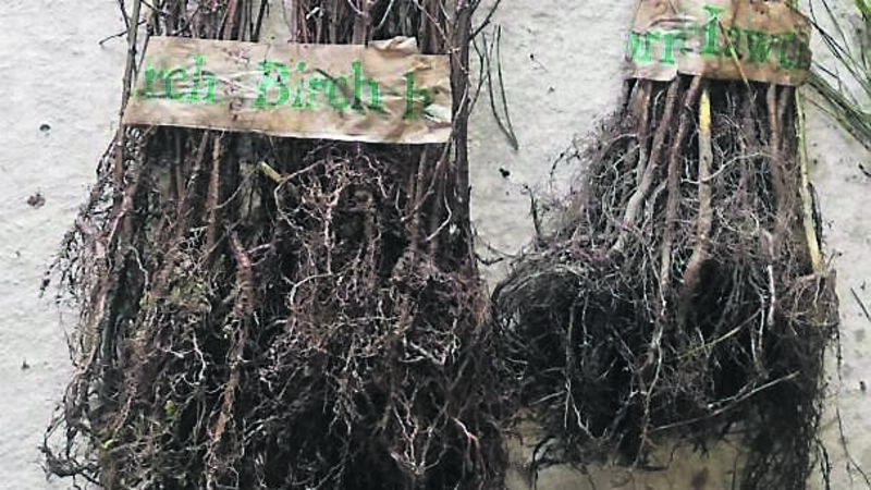 Snowdrop time... and think about planting trees and hedges too