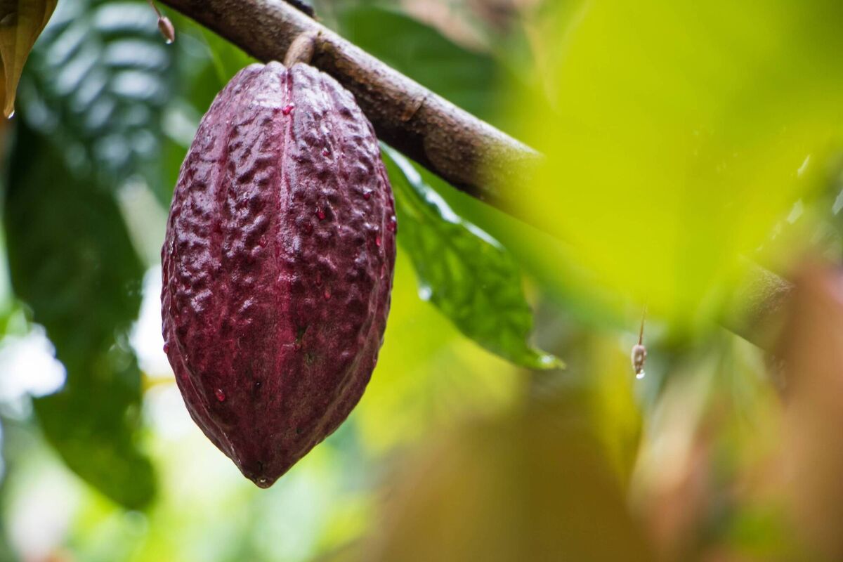 Cacao pod growing on a cacao tree. Cacao pod growing on a cacao tree.
