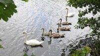 Number of public meetings on water quality in Cork to take place 