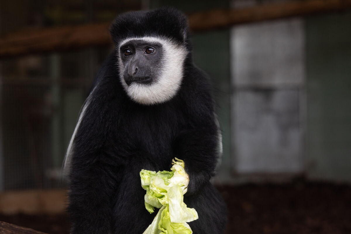 Freya can be seen in the Colobus monkey house inside the main park entrance.