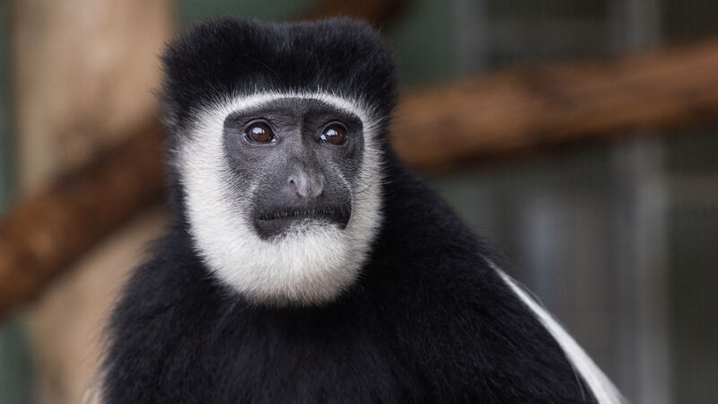 Fota Wildlife Park welcomes a new arrival