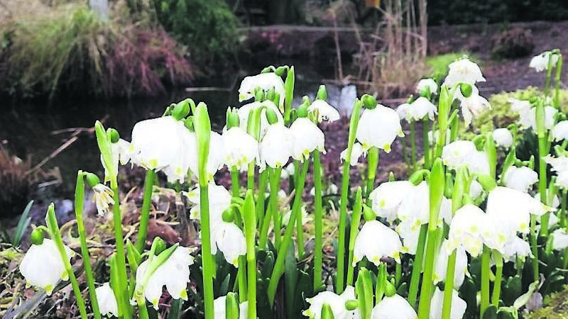 Snowdrop gala a treat to mark start of spring