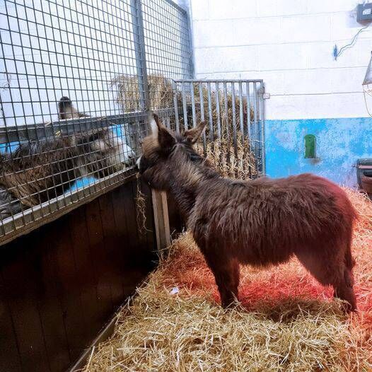 Valentine the donkey foal making friends at The Donkey Sanctuary after being rescued from a back garden in a housing estate in Cork last week.