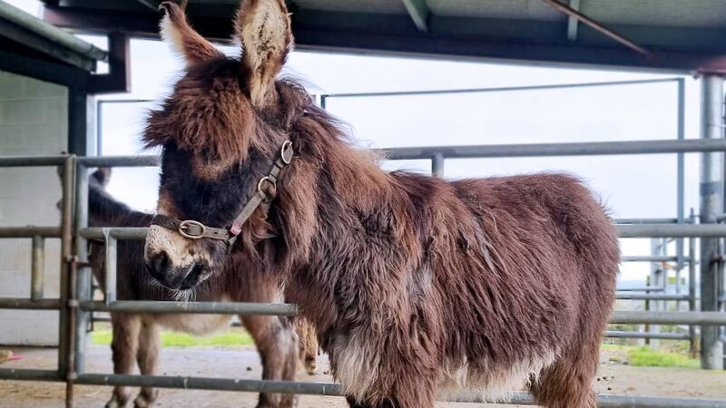 Donkey foal 'Valentine' rescued in Cork 'making friends' at sanctuary
