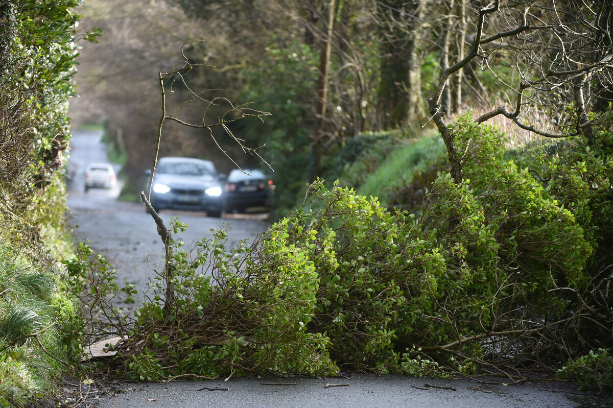 A tree blocking a road near Farmer's Cross, Cork Airport this morning. A tree blocking a road near Farmer's Cross, Cork Airport this morning.