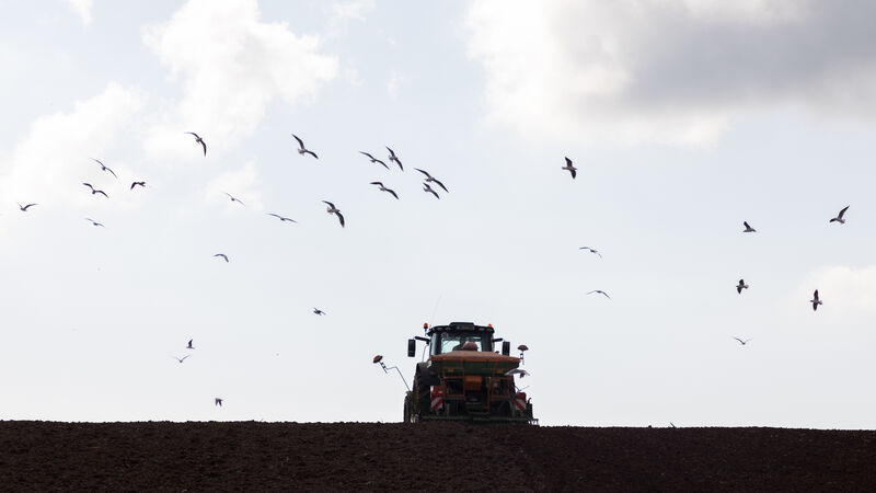 Irish farmers will ‘step up’ to challenge of growing more grain, says minister Irish farmers will ‘step up’ to challenge of growing more grain, says minister