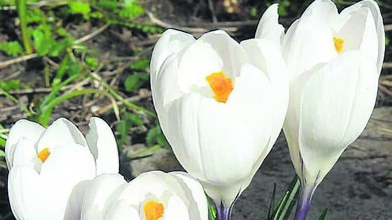 In the Garden: March into the new season and plant a tree