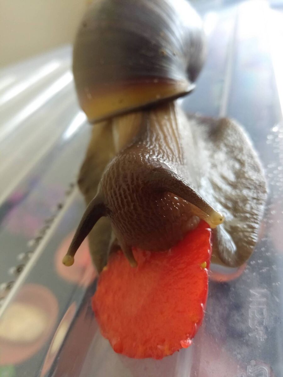 Tiny the snail, which is a 201gram Giant African Land Sanil, with a 14cm shell. Tiny the snail, which is a 201gram Giant African Land Sanil, with a 14cm shell.