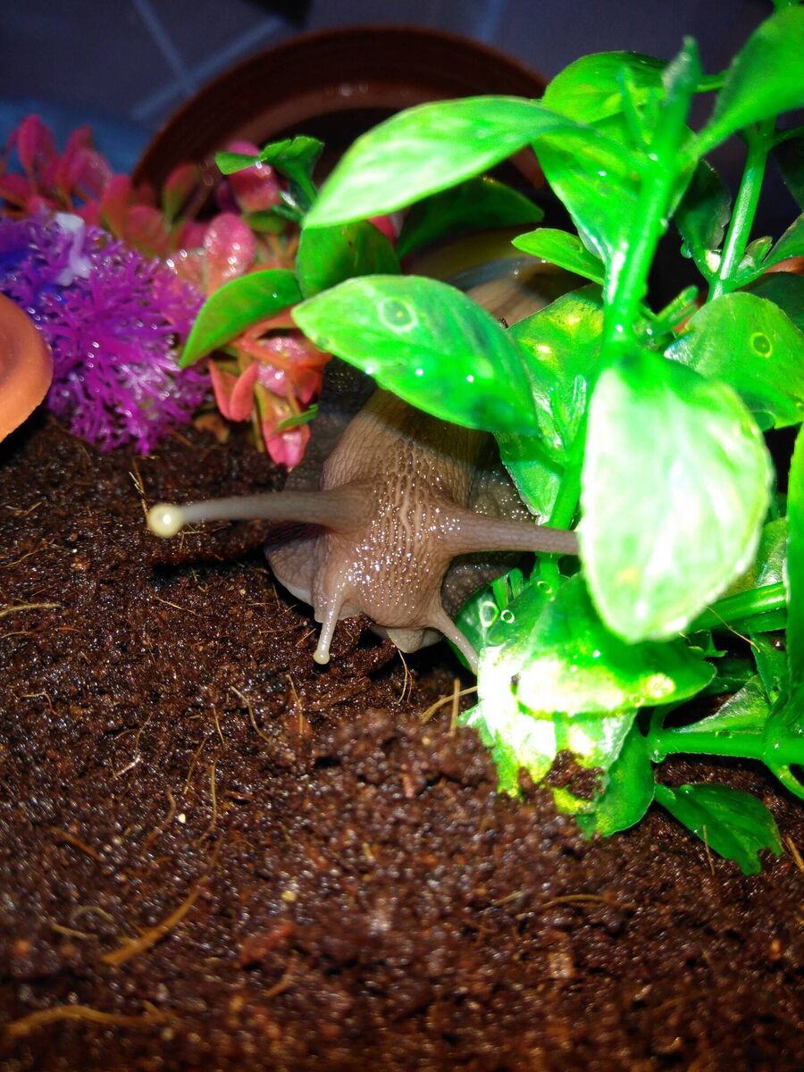 Tiny is an Achatina Fulica or what’s better known as Fulica Normalis, the most common species of Giant African Snail. Tiny is an Achatina Fulica or what’s better known as Fulica Normalis, the most common species of Giant African Snail.