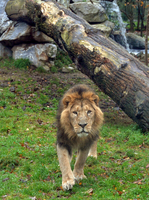 Shanto at Fota Wildlife Park. Shanto at Fota Wildlife Park.