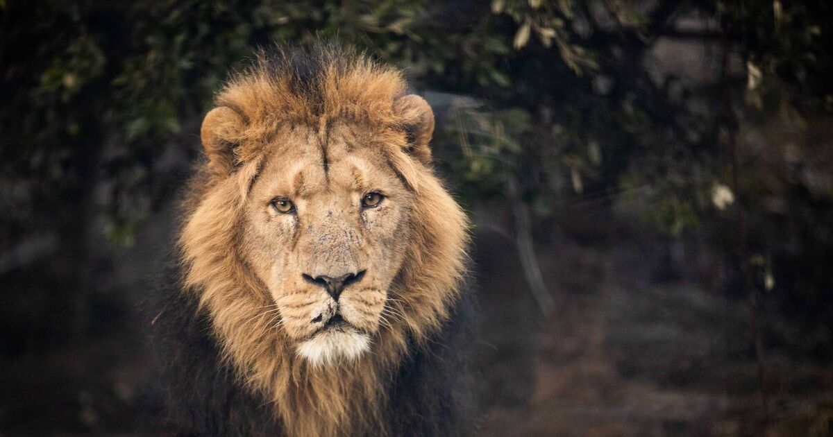 'We all hugely miss his majestic roars every day': Fota announces death of popular Asiatic lion, Shanto - Vimarsana News