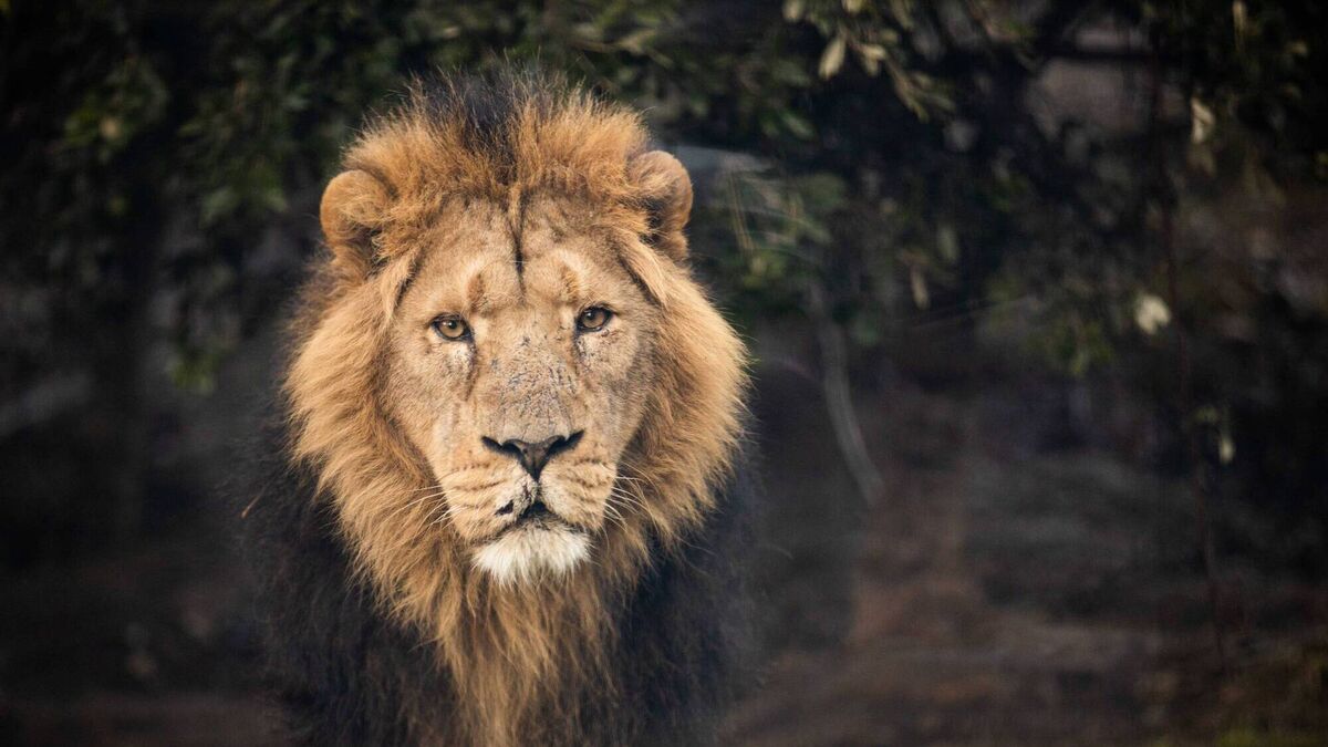 ‘We all hugely miss his majestic roars every day’: Fota announces death of popular Asiatic lion, Shanto