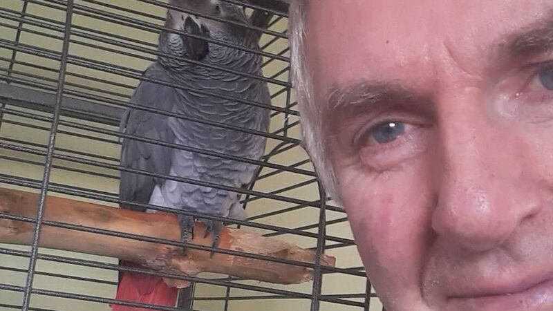 Cheeky parrot who is fond of bad language found his forever home in Cork