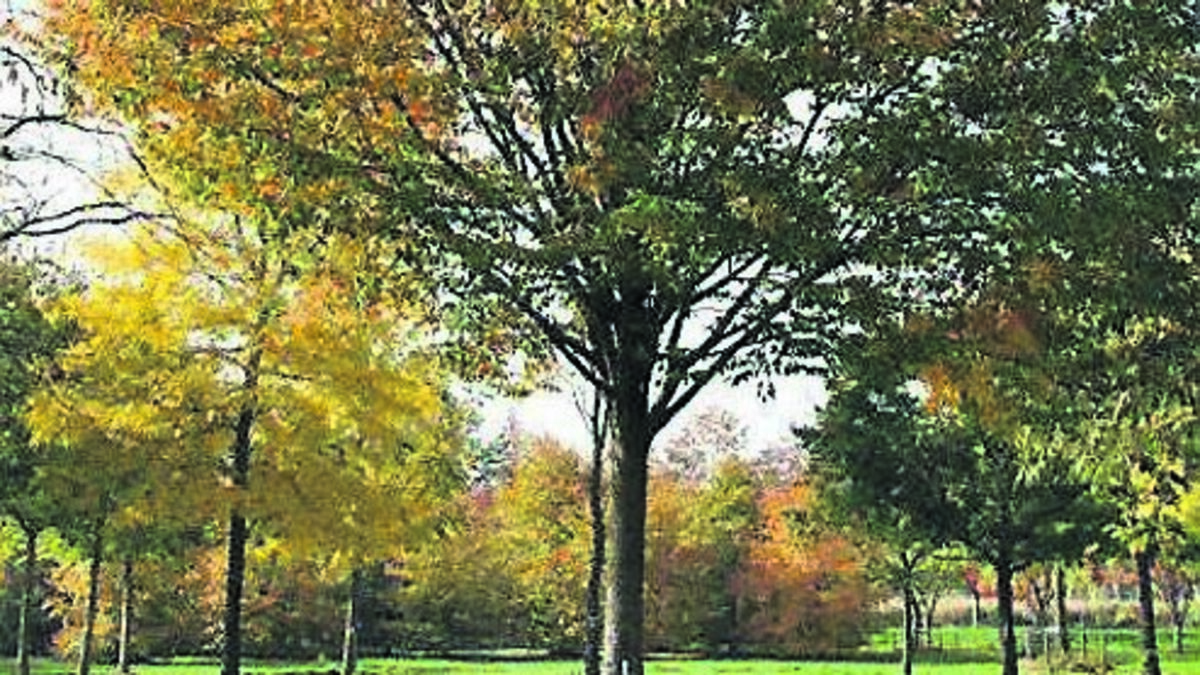 In the garden: How trees can make our city a green haven