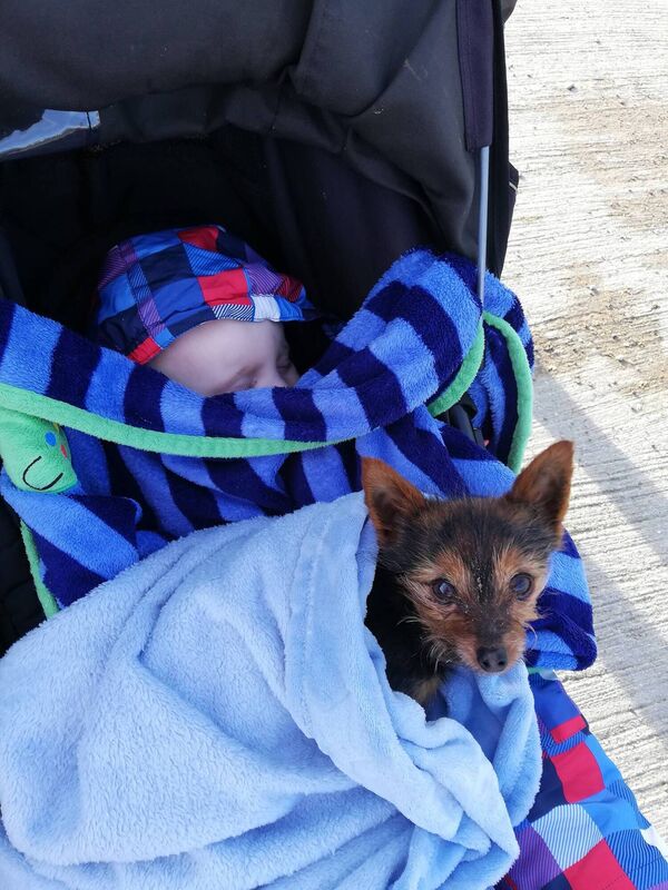 Pebbles, the family's second puppy.