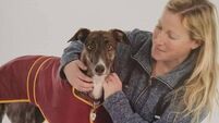 Cork woman: Rescue dog changed my life as I struggled with post-natal depression