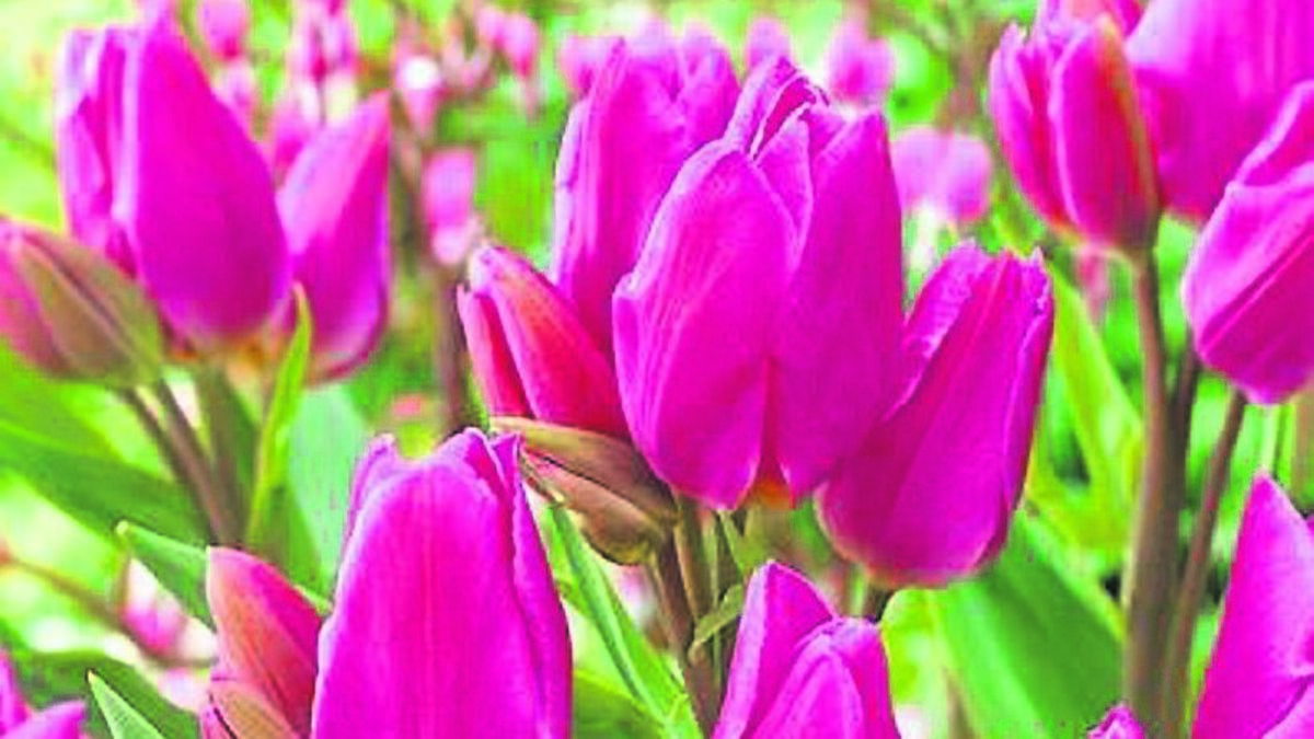 Long evenings a godsend for gardening fans - what jobs should you be doing?