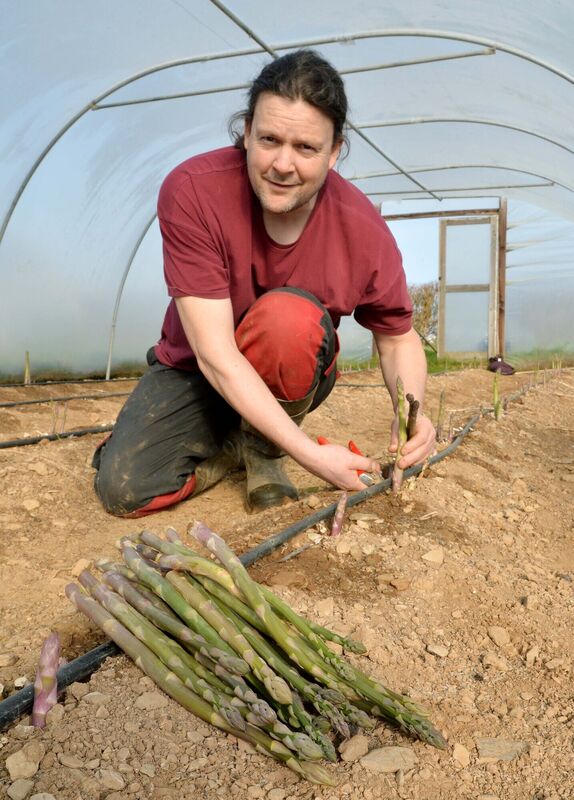 Ultan Walsh, vegetable grower, harvesting asparagus on the farm at Nohoval, Co. Cork. Picture: Denis Minihane. Ultan Walsh, vegetable grower, harvesting asparagus on the farm at Nohoval, Co. Cork. Picture: Denis Minihane.
