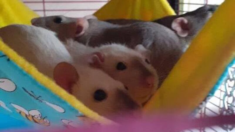 Pet rats give lots of love... 'they are a good reason to get out of bed everyday' Pet rats give lots of love... 'they are a good reason to get out of bed everyday'