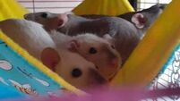 Pet rats give lots of love... 'they are a good reason to get out of bed everyday'