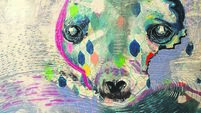 Exhibition showcases the marine life of Cork's stunning coastline