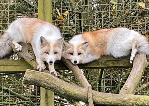Some of the residents at Araglin Glamping and Sanctuary. Some of the residents at Araglin Glamping and Sanctuary.