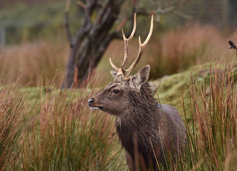 A Sika deer peering out from the reeds at the Araglin Glamping and Animal Sanctuary in North Cork. Picture: Dan Linehan A Sika deer peering out from the reeds at the Araglin Glamping and Animal Sanctuary in North Cork. Picture: Dan Linehan